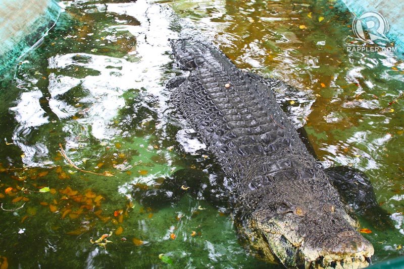 PANGIL. One of the largest crocodiles in the Philippines. 'Pangil' is 'fang' in Filipino. Photo by Glen Santillan