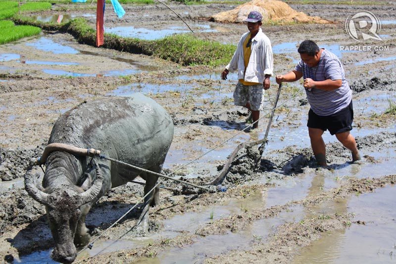 TRAVELS WITH LOCALS. A visitor plowing the rice field guided by a local farmer. Photo by Glen Santillan