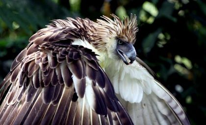 This file photograph taken on April 9, 2011 shows a Philippine eagle at the Philippine Eagle Center (PEC) in Davao, sourthern island of Mindanao.AFP PHOTO / FILES / Jason Gutierrez