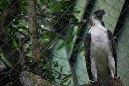PAG-ASA. The first Philippine Eagle bred and hatched in captivity through artificial insemination, perches on a branch inside his cage as he celebrates his 20th birthday. Photo by Karlos Manlupig