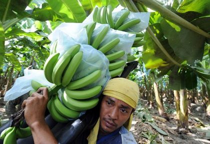 REJECTED. Banana products from Mindanao plantations are exported to markets like Middle East, Russia, China, Japan, and South Korea where demand for the fresh fruit has increased in recent years. But in 2012, China imposed stricter screening measures on Philippine bananas entering their borders amid a sea spat. File photo by AFP
