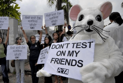NO TESTS, PLEASE. Mice want big love, nothing else. Photo from demotix.com